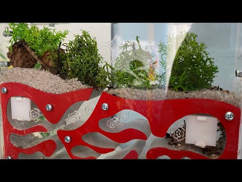 Видео: 🐜Муравьиная ферма, 7 серия 