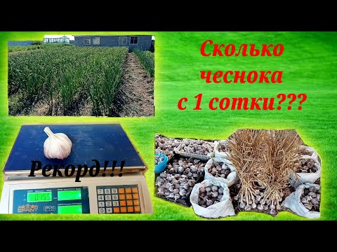 Видео: Сколько чеснока мы собрали с 1 сотки? Рекордные размеры головки чеснока!