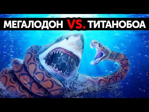 Видео: Что, если мегалодон сразился бы с самой большой в мире змеей