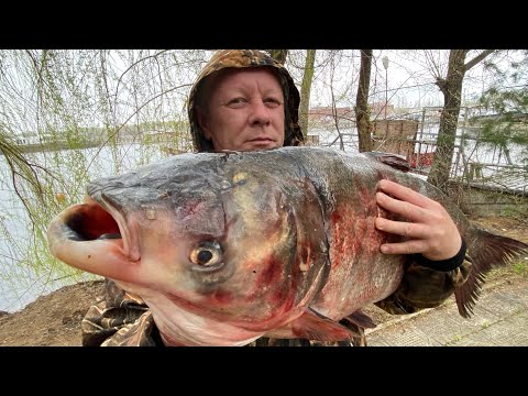 Видео: ДИКИЙ ТОЛСТОЛОБИК 
Шашлык из рыбы блюдо на мангале