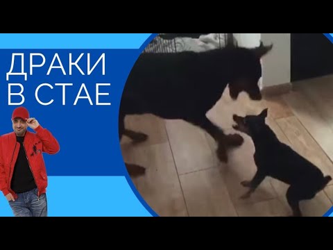 Видео: Цвергпинчер против Добермана(драки в стае)