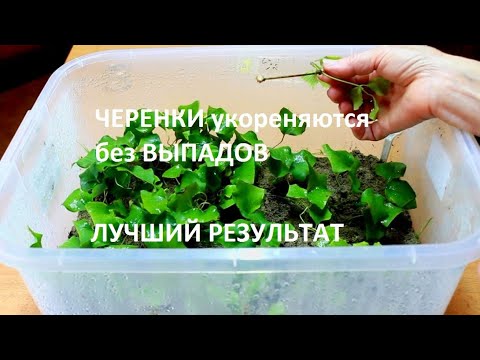 Видео: Посмотрите и сделайте так же!!!Размножение клематисов. Результат через 3 недели!!!
