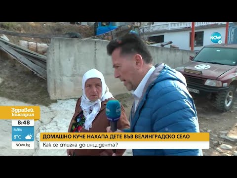 Видео: Домашно куче нападна дете във велинградско село - Здравей, България (10.11.2022)