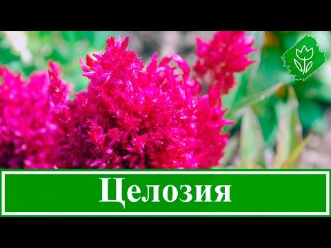 Видео: Цветы целозия – выращивание из семян; посадка и уход за целозией в саду