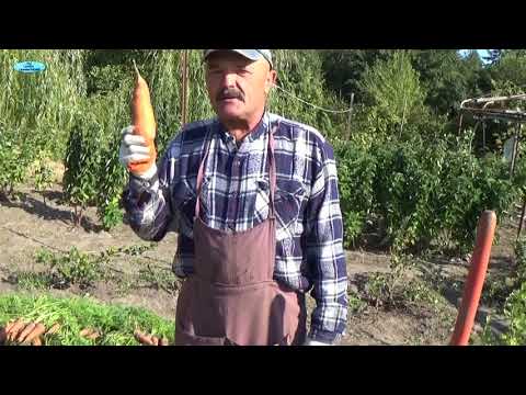 Видео: ХРАНЕНИЕ МОРКОВИ-САМЫЕ ВАЖНЫЕ МОМЕНТЫ, КАК СОХРАНИТЬ МОРКОВЬ.