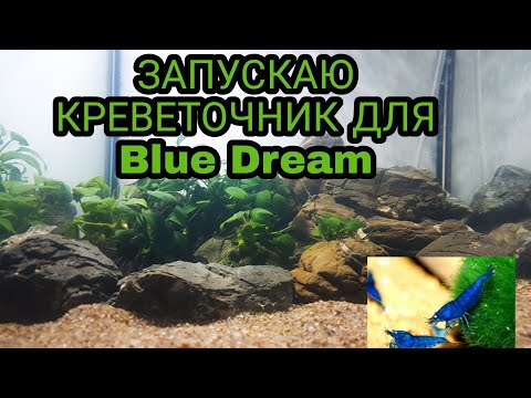 Видео: ЗАПУСКАЕМ КРЕВЕТОЧНИК ДЛЯ Blue Dream Shrimp