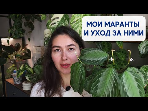 Видео: КАК я ухаживаю за МАРАНТАМИ / Грунт, ПОЛИВ, удобрения и ОСВЕЩЕНИЕ / ОБЗОР марант