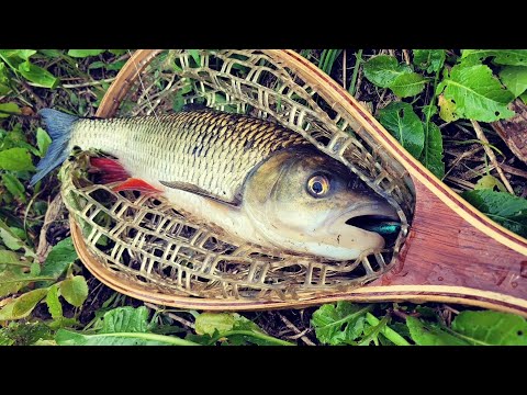 Видео: Уговорить трофейного Голавля! Рыбалка на волкер!