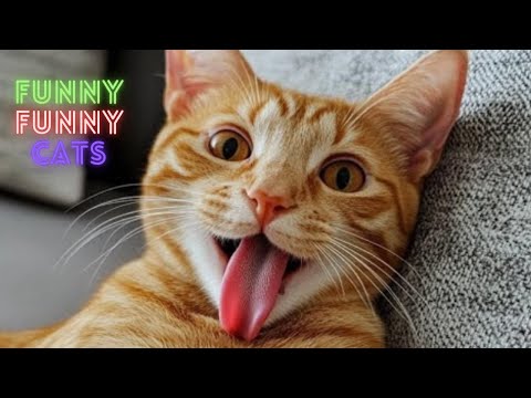 Видео: Смешные Видео Котов 😹😂 2 Часа Смеха и Спокойствия в Компиляции 😺😂