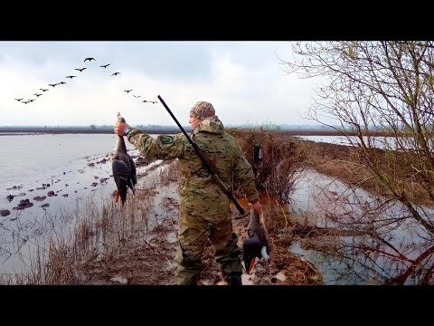 Видео: ОТКРЫТИЕ ВЕСЕННЕЙ ОХОТЫ НА ГУСЯ! НА КУКУРУЗНЫХ ПОЛЯХ.