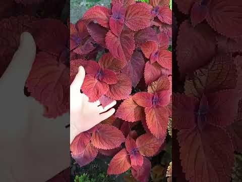 Видео: Колеус летом 🌞🌞🌞