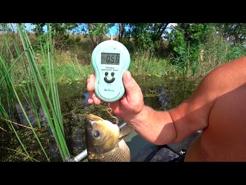 Видео: 🐟Контрольный отлов КАРПА Мордово, Мельгуны (Полная версия)