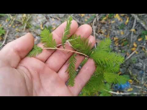 Видео: Таксодиум двурядный (Taxodium distichum) после пятимесячного погружения в воду