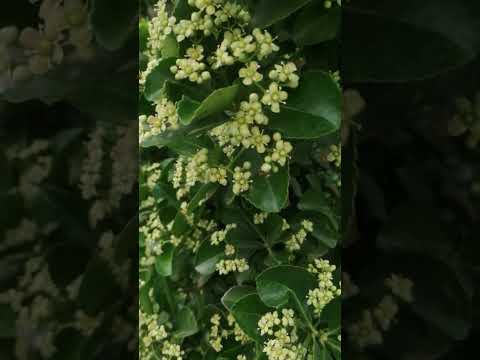 Видео: Бересклет японский (Euonymus japonicus) цветение