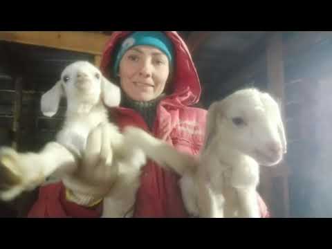 Видео: Опять я не успела, она родила. Дою диких первокоток. Обезрожила козлят