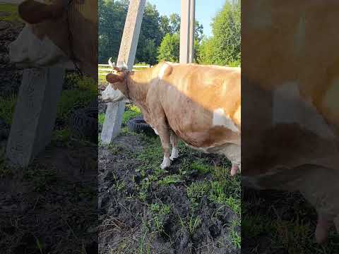 Видео: ждём отёл)))