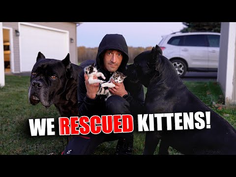 Видео: Мы спасли котят, и наш кане-корсо их обожает