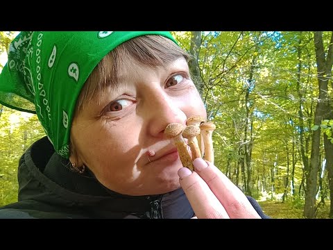 Видео: Ось це так пішла на прогулянку до лісу...Перші опенькі на Рівненщині .