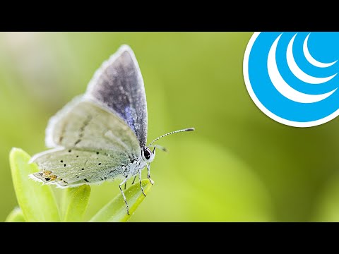 Видео: ЭФФЕКТ БАБОЧКИ