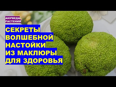 Видео: Секреты волшебной настойки из маклюры для здоровья