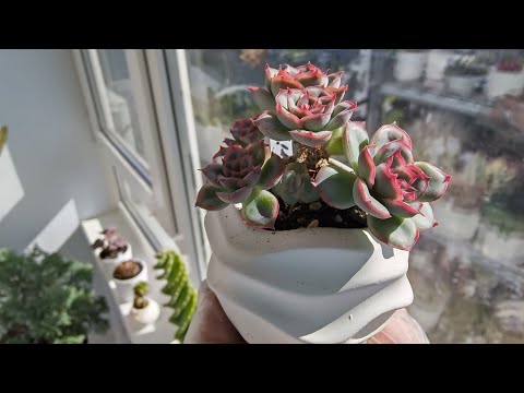 Видео: Преображение суккулентов! Пересадка в новые горшочки! 🙋🌹💚