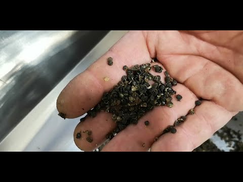Видео: Сбор прополиса, как это происходит.  Лучший способ на мой взгляд!