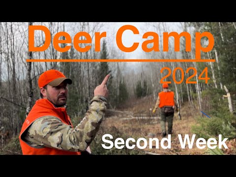 Видео: Олений лагерь 2024 — вторая неделя