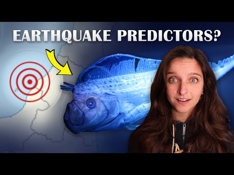 Видео: Может ли рыба-ремень обнаружить землетрясения? ft. Wild World