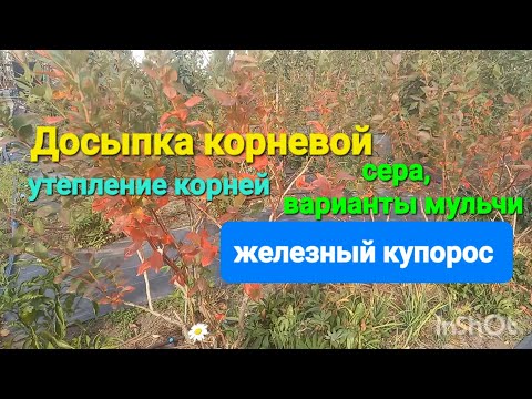 Видео: Готовим голубику к ЗИМОВКЕ. 