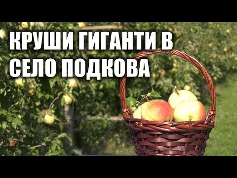 Видео: Круши гиганти в село Подкова