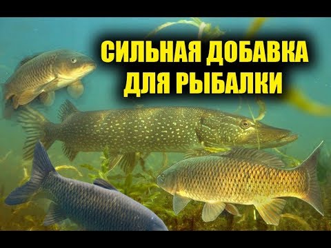 Видео: БЕТАИН ДЛЯ БЕШЕНОГО КЛЁВА В ДЕЙСТВИИ! Реакция рыбы на бетаин, подводная съемка на рыбалке