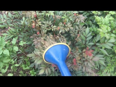 Видео: Рецепты подкормок растений для весны и лета