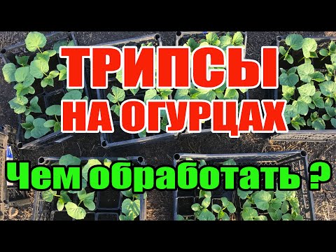 Видео: Трипсы на огурцах чем обработать ?