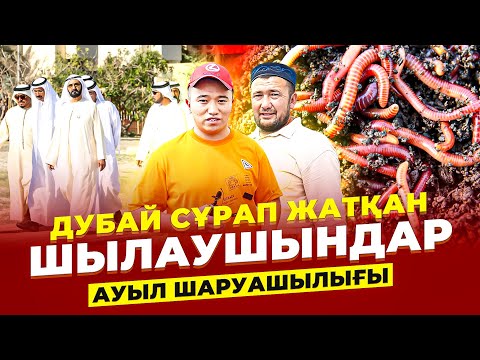 Видео: Теплицада шылаушын бағып жатыр! 1 кв биогумус өнімін 120 000 тг сатамыз! Ауыл шаруашылығы.