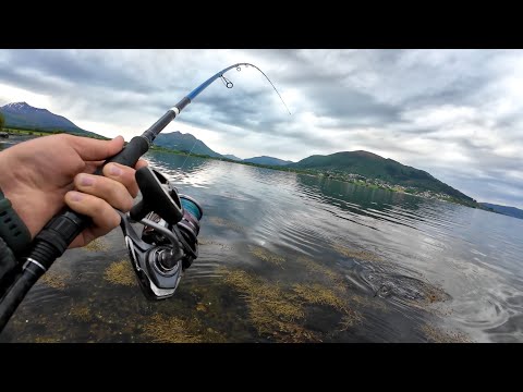 Видео: ЕГО ПЕРВАЯ ФОРЕЛЬ в Норвегии! МЕЧТА Рыбалка 3 в 1! Береговая рыбалка в Норвегии 2025