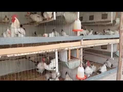 Видео: Адлер жөжөлөр Сатылат г.Ош т:+996755131367.