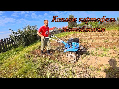 Видео: Копаем картошку мотоблоком. Легко и быстро,