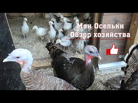 Видео: Мои Осельки. Обзор нашего хозяйства