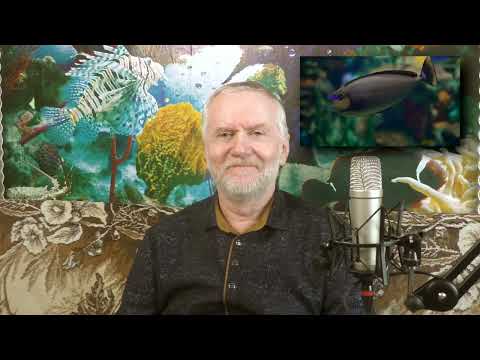 Видео: Получение ответа на любой вопрос. Исправленный вариант