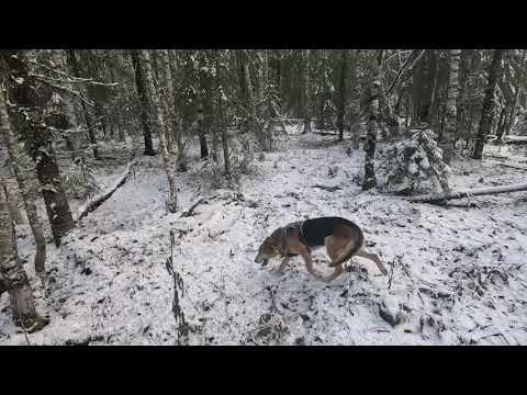 Видео: 10.11.2025. Охота с русской гончей на зайца
