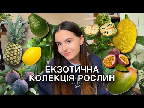 Видео: ЕКЗОТИЧНІ РОСЛИНИ ВДОМА - МОЯ КОЛЕКЦІЯ. ВИРОЩУЮ ЕКЗОТИ НА ПІДВІКОННІ 