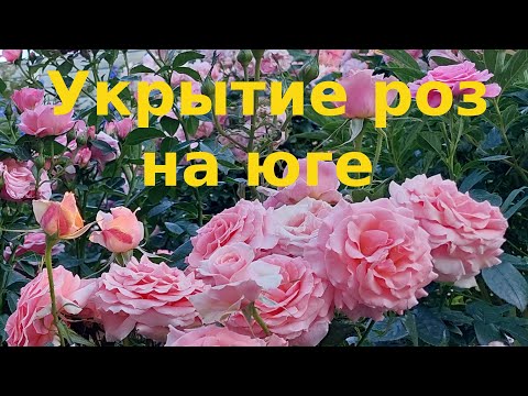 Видео: Укрытие роз на юге и проблемы старения роз