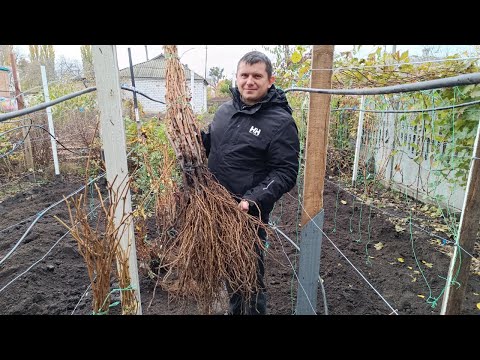Видео: Якісь саджанців які ще є!!!