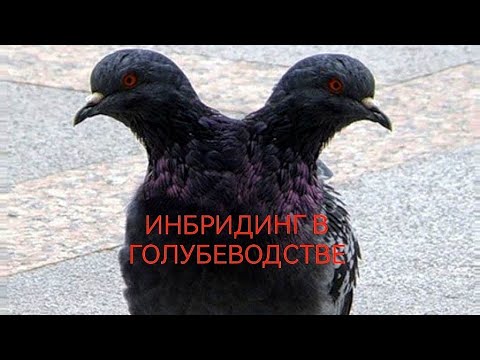 Видео: Голуби+ИНБРИДИНГ+Можно или нельзя. Смотрим до конца. Pigeons + INBREEDING