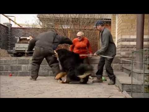 Видео: Тибетские мастифы "Наследие тибета" - проверка рабочих качеств