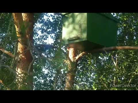Видео: Снимаю рой, проверяю ловушки