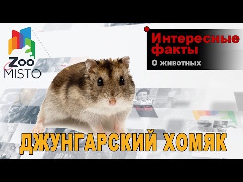 Видео: Джунгарский хомяк - Интересные факты о виде | Вид джунгарский хомяк