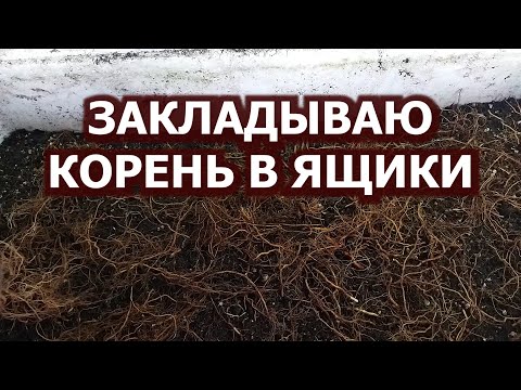 Видео: Размножение малины корнем. Закладываю корни в ящики. Пригород Воронежа.