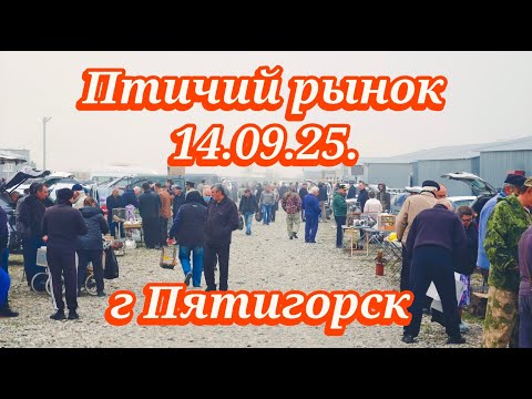 Видео: Голуби цены Птичий рынок г Пятигорск