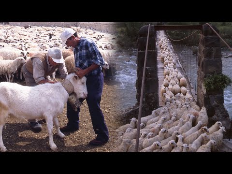 Видео: Кабаньера Фанло. Перегон скота в горы | Потерянные сделки | Документальный фильм